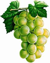 Image result for Green Grapes Bunch PNG