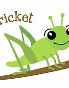 Image result for Cricket Insect Drawing