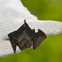 Image result for Bumblebee Bat Thailand