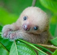 Image result for Very Cute Funny Animals