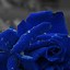 Image result for Blue Flower Phone Wallpaper