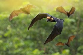 Image result for Bat Nature Journal