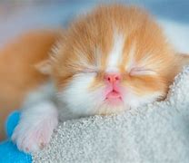 Image result for Cute Fluffy Kittens Sleeping