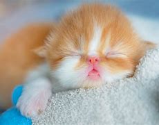 Image result for Baby Cats Sleeping