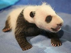 Image result for Newborn Giant Panda