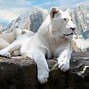 Image result for Beautiful Lion King