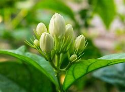 Image result for Jasmine Flower Buds