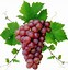 Image result for Wine Grapes Background