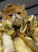 Image result for Birthday Party Cat Thoughts