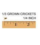 Image result for Where Do Crickets Live