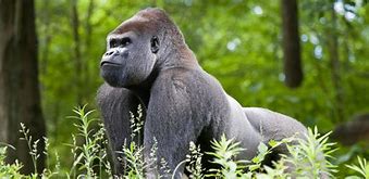 Image result for Old Giant Gorilla Picture