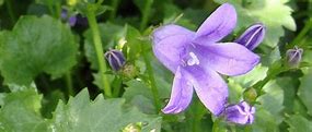 Image result for Campanula Summertimes Blues ®