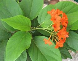 Image result for Cordia Plant
