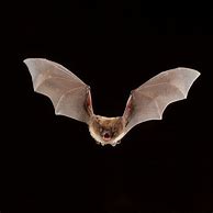Image result for What Do Bats Look Like