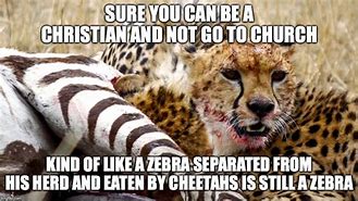 Image result for Zebra Christian Meme