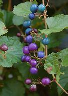 Image result for Purple Appleberry Vine