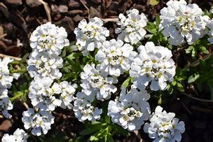 Image result for Iberis sempervirens Snowflake
