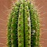 Image result for Cactos