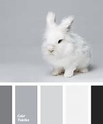 Image result for Black and White Swatch