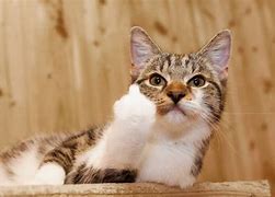 Image result for Cat Pointing Middle Finger