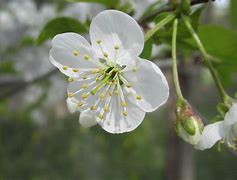 Bildergebnis für Prunus avium Noir de Mechas
