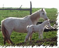 Image result for Vauseh Horse Picture