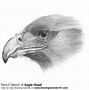 Image result for How to Draw Eagle Head Drawing Easy