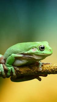 Image result for Frog Aesthetic Wallpaper iPhone