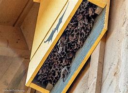 Image result for Bat House Inside