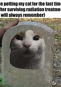 Image result for Me Petting My Cat Meme Timeline