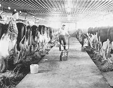Image result for 1960s Movie On a Dairy Farm