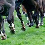 Image result for Horse Racing On Tarmac