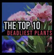 Image result for Deadliest Plants