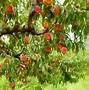 Image result for apples trees zones 6