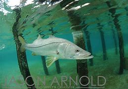Image result for Snook Scales