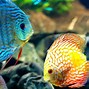 Image result for Lock Screen Fish iPhone 6 Wallpaper HD