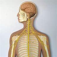 Image result for nervous system 3d model