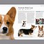 Image result for Pictures About the Book Dog Dairies