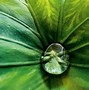 Image result for iPhone Macro Photography