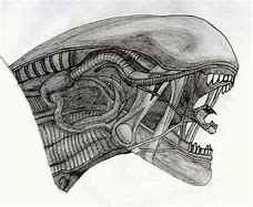 Image result for Xenomorph Drawing