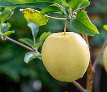 Image result for Florida Apple Tree