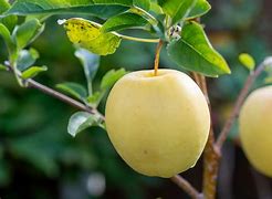 Image result for Yellow Delicious Apple Variety