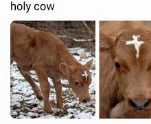 Image result for Funny Holy Cow Meme