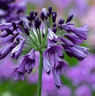 Image result for Agapanthus Poppin Purple