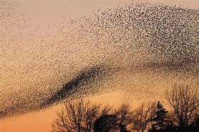 Image result for Starling Swarm