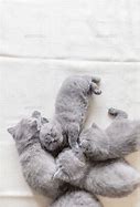 Image result for British Gray Kittens Sleeping