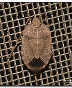 Image result for Stink Bug Funny Memes