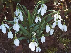 Image result for Galanthus Armine