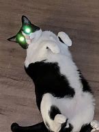 Image result for Ascended Cat Meme