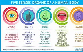 Image result for 5 Senses Meaning